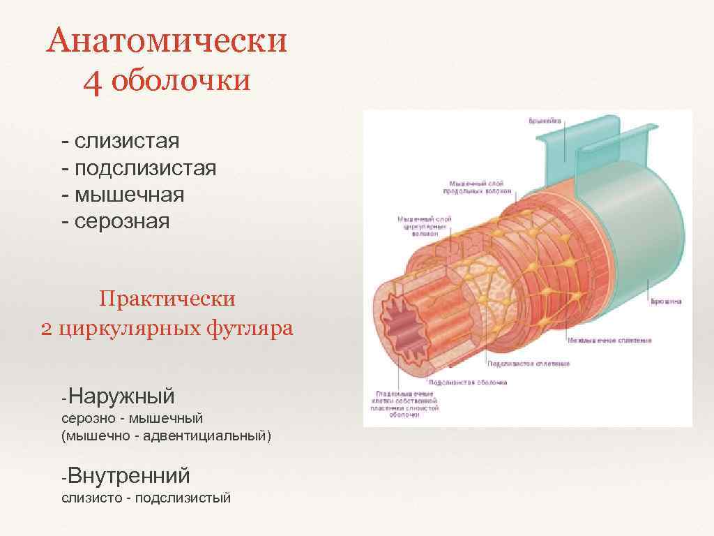 Серозная оболочка. Наружная адвентициальная оболочка. Адвентиция и серозная оболочка. Слизистая мышечная адвентициальная оболочки. Строение адвентициальной оболочки.