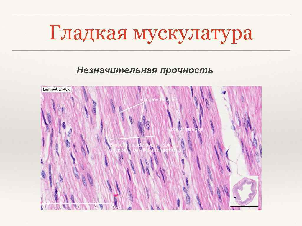 Гладкая мускулатура. Гладкая мускулатура внутренних органов. Гладкая мускулатура где находится. Гладкая мускулатура внутренних органов что входит.