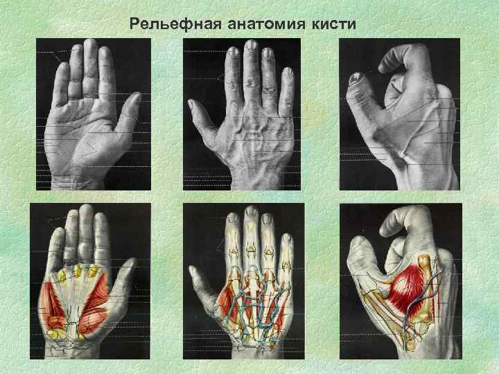 Рельефная анатомия кисти 