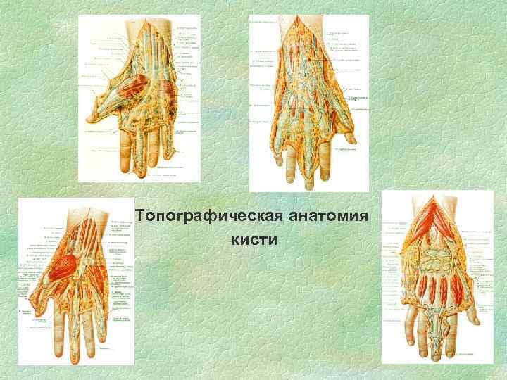 Топографическая анатомия кисти 