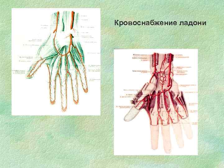 Кровоснабжение ладони 