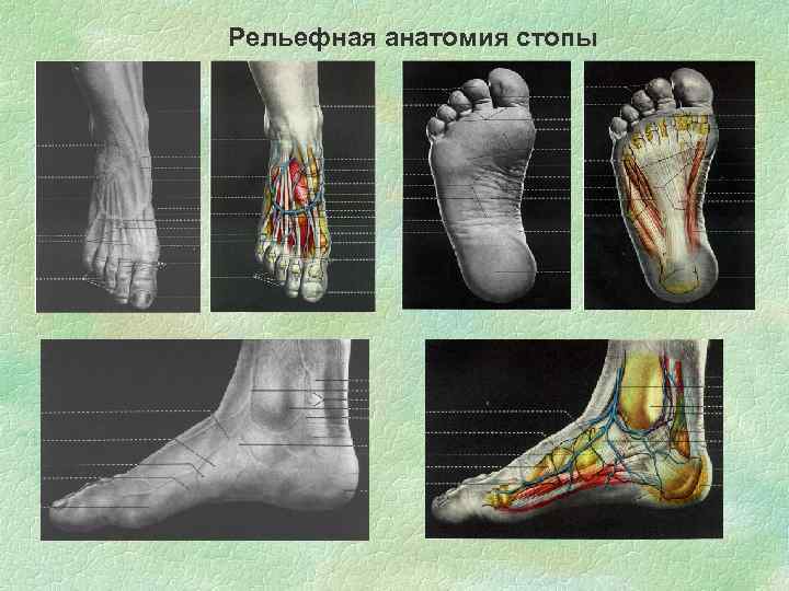 Рельефная анатомия стопы 