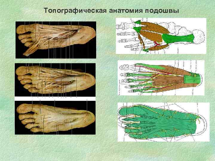 Топографическая анатомия подошвы 