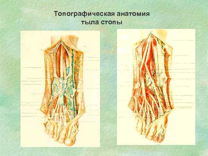 Топографическая анатомия тыла стопы 