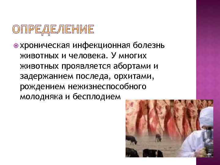  хроническая инфекционная болезнь животных и человека. У многих животных проявляется абортами и задержанием