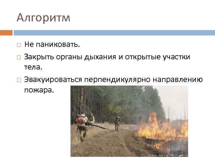 Алгоритм Не паниковать. Закрыть органы дыхания и открытые участки тела. Эвакуироваться перпендикулярно направлению пожара.