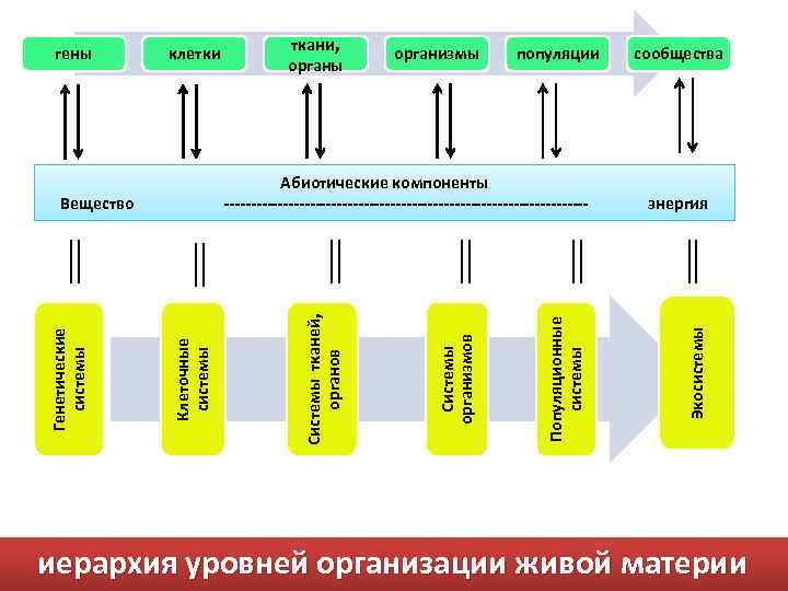 организмы популяции Популяционные системы Клеточные системы Системы организмов Абиотические компоненты ---------------------------------- Вещество Генетические системы