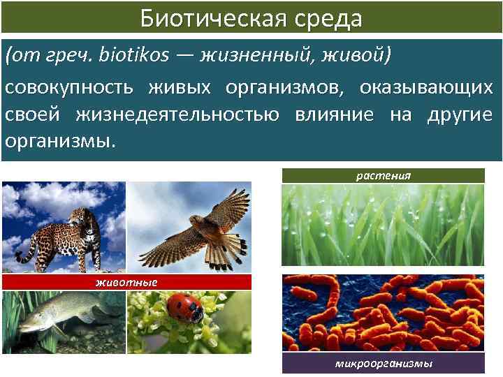 Биотическая среда (от греч. biotikos — жизненный, живой) совокупность живых организмов, оказывающих своей жизнедеятельностью