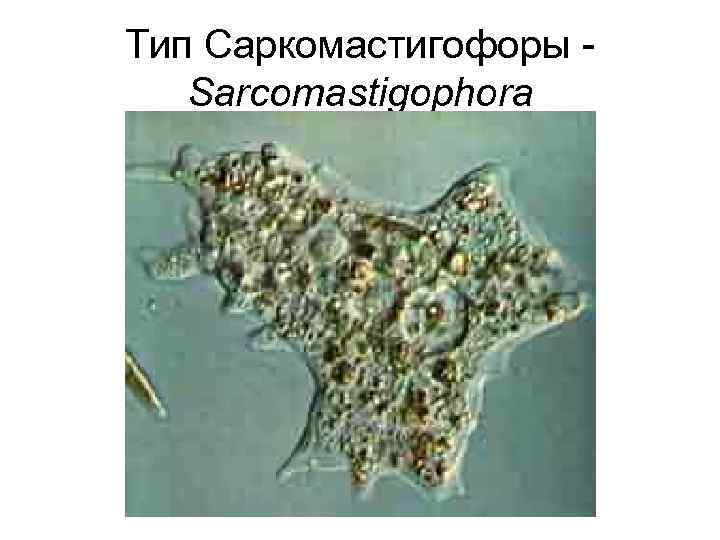 Тип Саркомастигофоры Sarcomastigophora 