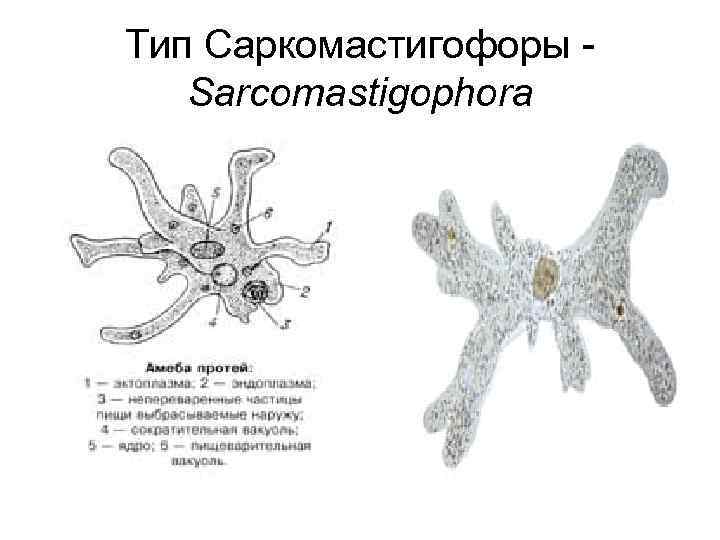 Тип Саркомастигофоры Sarcomastigophora 