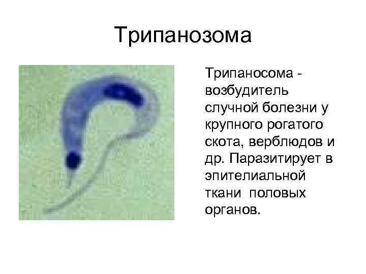 Трипанозома Трипаносома возбудитель случной болезни у крупного рогатого скота, верблюдов и др. Паразитирует в