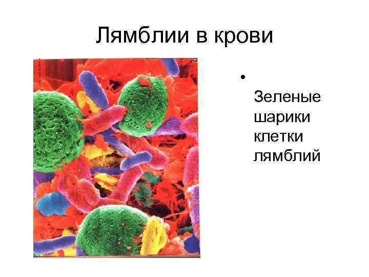 Лямблии в крови • Зеленые шарики клетки лямблий 