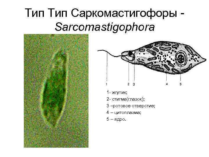 Тип Саркомастигофоры Sarcomastigophora 1 - жгутик; 2 - стигма(глазок); 3 –ротовое отверстие; 4 –