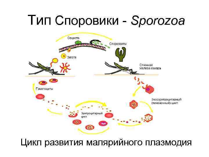 Тип Споровики - Sporozoa Цикл развития малярийного плазмодия 