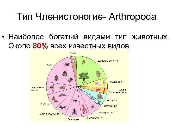 Тип Членистоногие- Аrthropoda • Наиболее богатый видами тип животных. Около 80% всех известных видов.