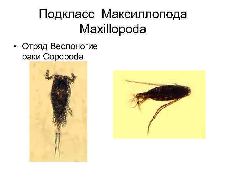 Подкласс Максиллопода Maxillopoda • Отряд Веслоногие раки Copepoda 