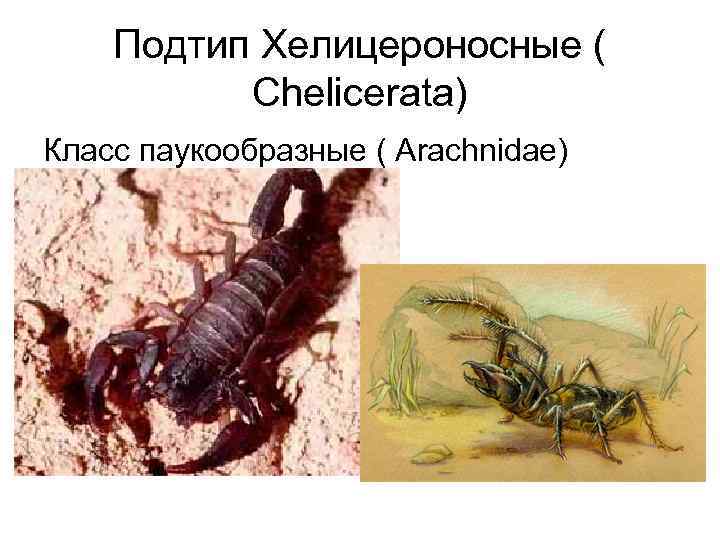 Подтип Хелицероносные ( Chelicerata) Класс паукообразные ( Arachnidae) 