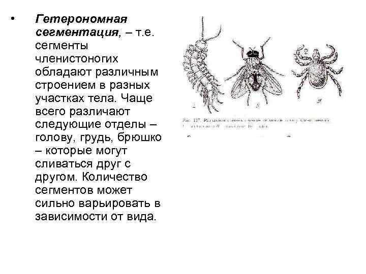  • Гетерономная сегментация, – т. е. сегменты членистоногих обладают различным строением в разных