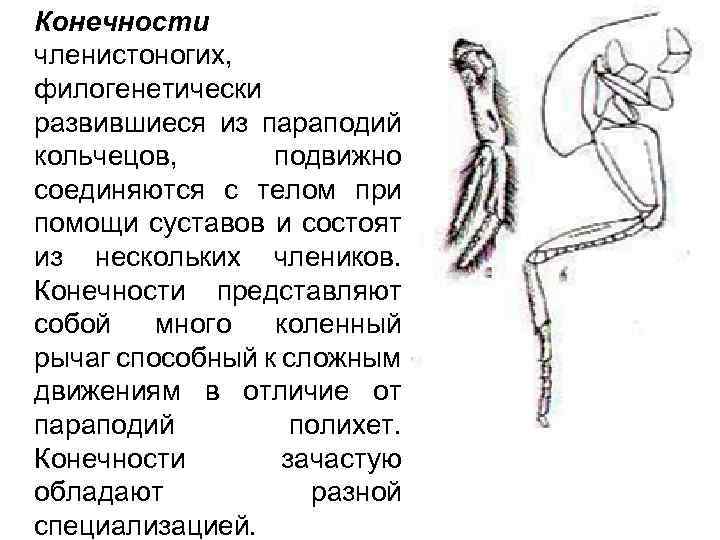 Конечности членистоногих, филогенетически развившиеся из параподий кольчецов, подвижно соединяются с телом при помощи суставов