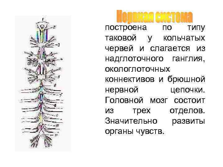 построена по типу таковой у кольчатых червей и слагается из надглоточного ганглия, окологлоточных коннективов