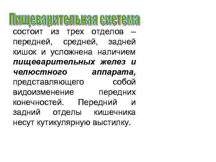 состоит из трех отделов – передней, средней, задней кишок и усложнена наличием пищеварительных желез