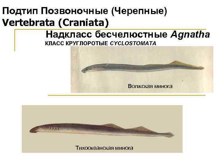 Подтип Позвоночные (Черепные) Vertebrata (Craniata) Надкласс бесчелюстные Agnatha КЛАСС КРУГЛОРОТЫЕ CYCLOSTOMATA Волжская минога Тихоокеанская