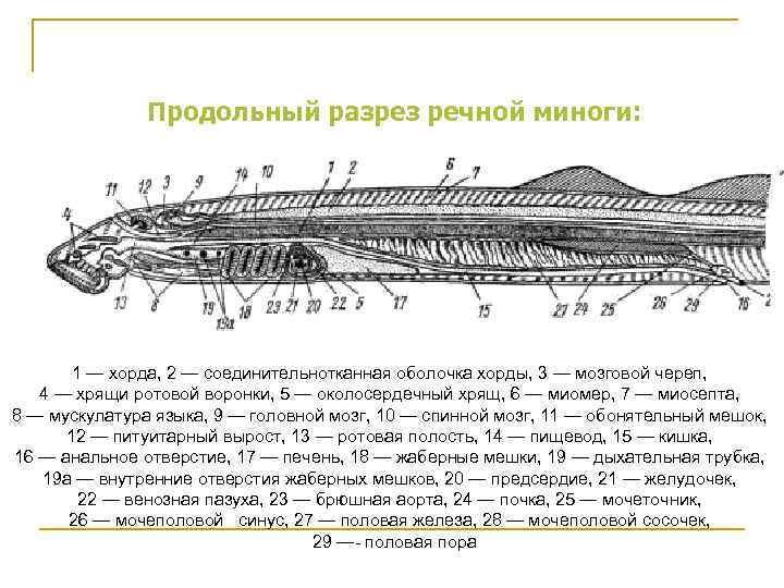 Продольный разрез речной миноги: 1 — хорда, 2 — соединительнотканная оболочка хорды, 3 —