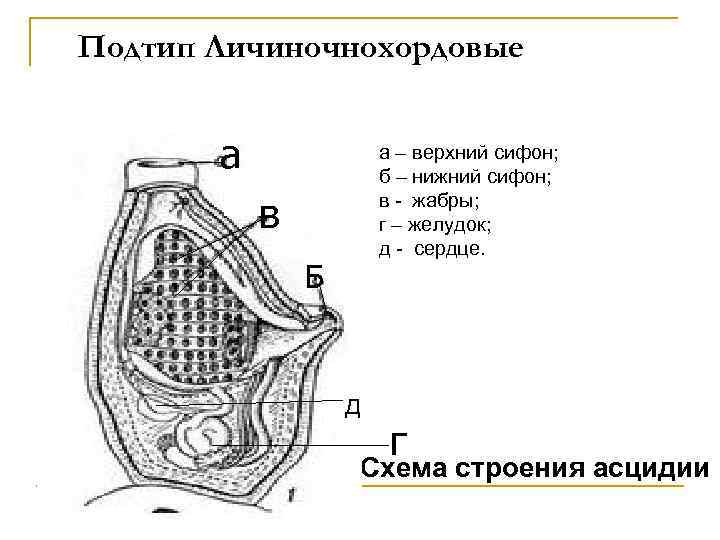 Подтип Личиночнохордовые а а – верхний сифон; б – нижний сифон; в - жабры;