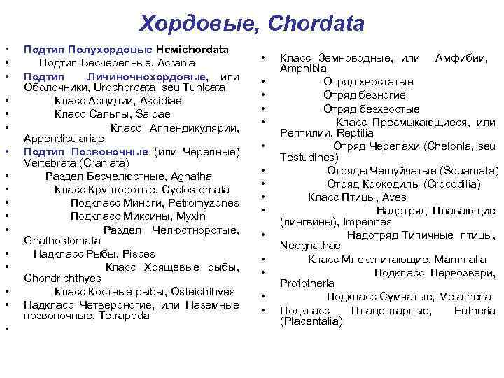 Хордовые, Chordata • • • • • Подтип Полухордовые Немichordata Подтип Бесчерепные, Acrania Подтип