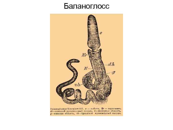 Баланоглосс 