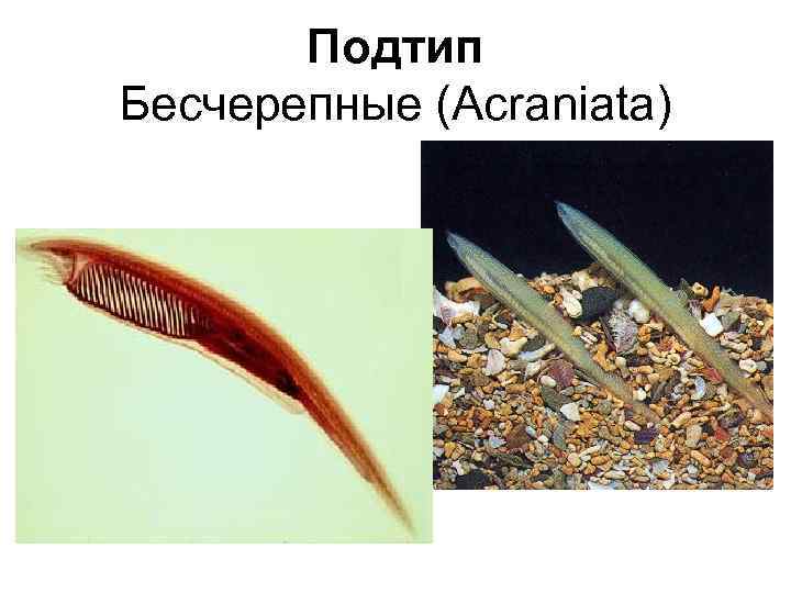 Подтип Бесчерепные (Acraniata) 