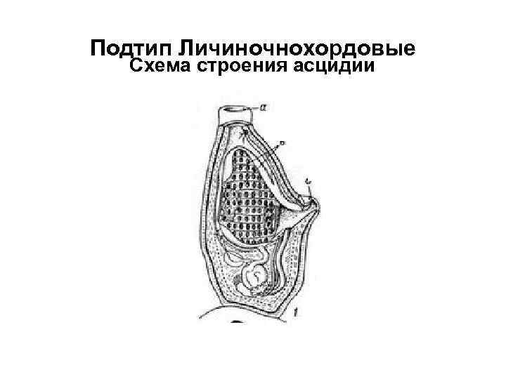 Подтип Личиночнохордовые Схема строения асцидии 