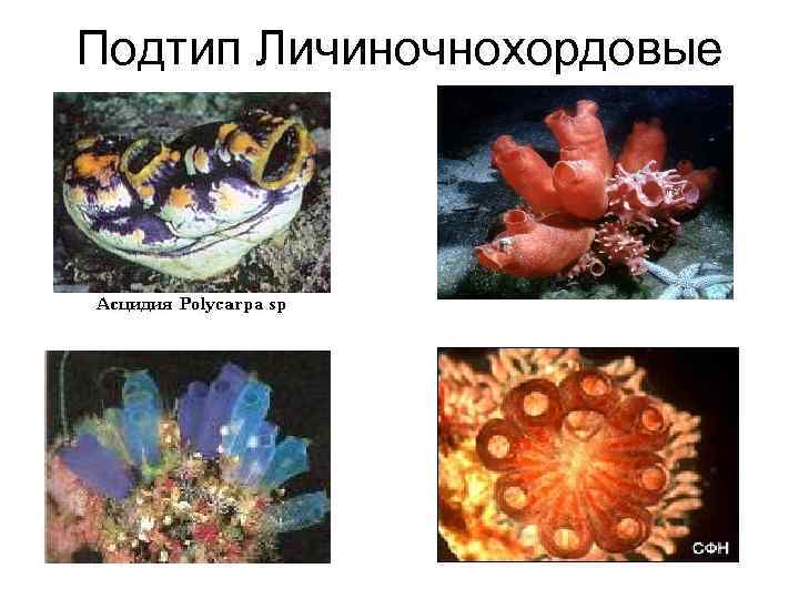 Подтип Личиночнохордовые 
