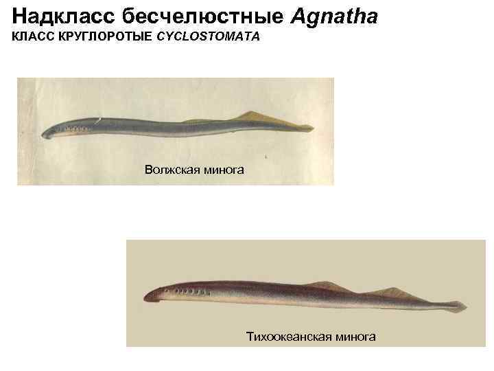 Надкласс бесчелюстные Agnatha КЛАСС КРУГЛОРОТЫЕ CYCLOSTOMATA Волжская минога Тихоокеанская минога 
