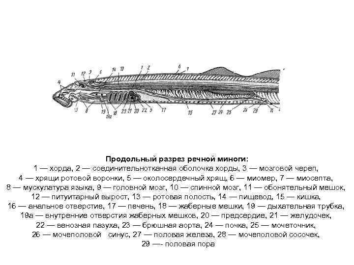 Продольный разрез речной миноги: 1 — хорда, 2 — соединительнотканная оболочка хорды, 3 —
