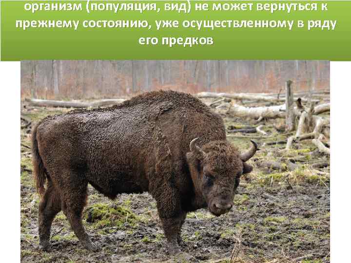 организм (популяция, вид) не может вернуться к прежнему состоянию, уже осуществленному в ряду его