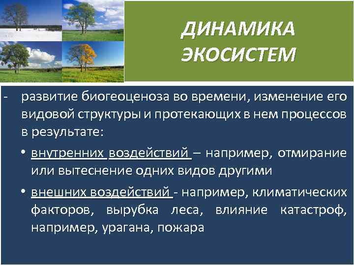 ДИНАМИКА ЭКОСИСТЕМ развитие биогеоценоза во времени, изменение его видовой структуры и протекающих в нем