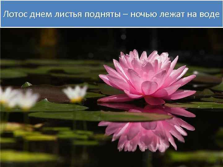 Лотос днем листья подняты – ночью лежат на воде 