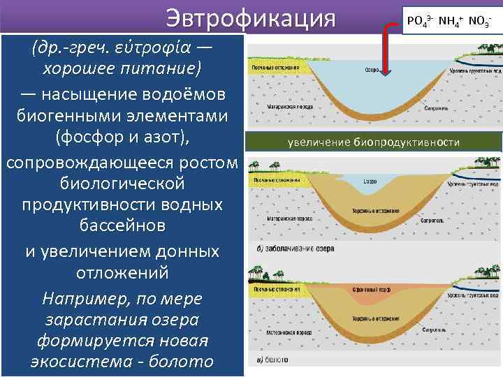 Эвтрофикация (др. -греч. εὐτροφία — хорошее питание) — насыщение водоёмов биогенными элементами (фосфор и