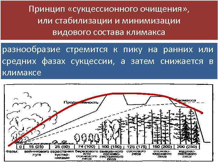 Принцип «сукцессионного очищения» , или стабилизации и минимизации видового состава климакса разнообразие стремится к