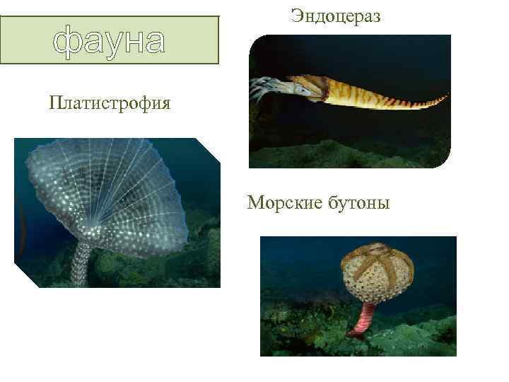 фауна Эндоцераз Платистрофия Морские бутоны 
