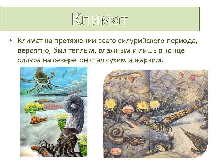 Климат • Климат на протяжении всего силурийского периода, вероятно, был теплым, влажным и лишь