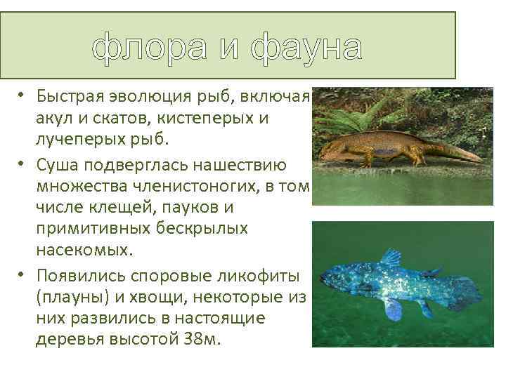 флора и фауна • Быстрая эволюция рыб, включая акул и скатов, кистеперых и лучеперых