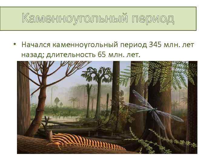 Каменноугольный период • Начался каменноугольный период 345 млн. лет назад; длительность 65 млн. лет.