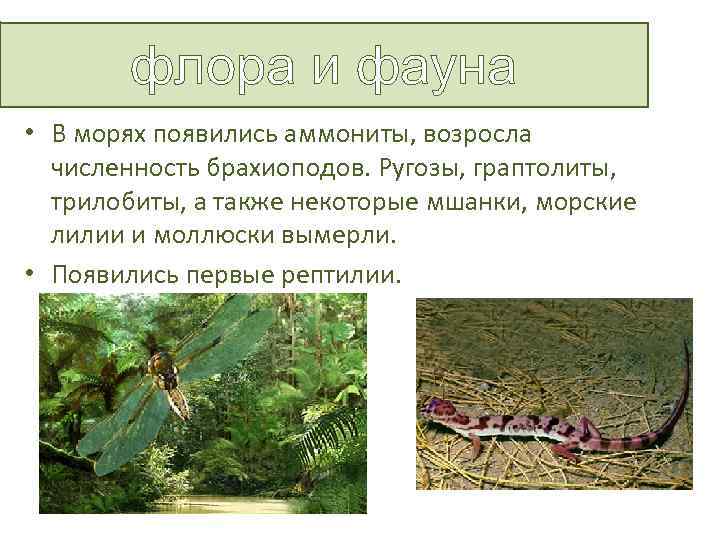 флора и фауна • В морях появились аммониты, возросла численность брахиоподов. Ругозы, граптолиты, трилобиты,
