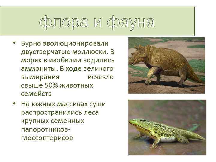 флора и фауна • Бурно эволюционировали двустворчатые моллюски. В морях в изобилии водились аммониты.