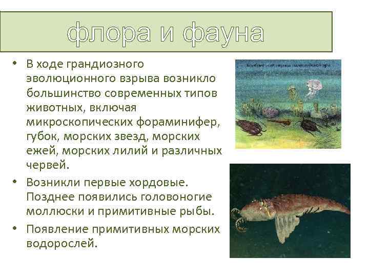флора и фауна • В ходе грандиозного эволюционного взрыва возникло большинство современных типов животных,