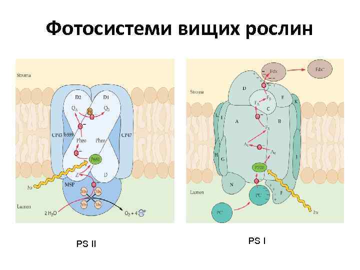 Фотосистеми вищих рослин PS II PS I 