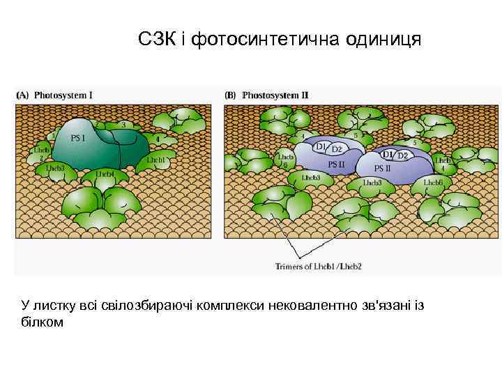 СЗК і фотосинтетична одиниця У листку всі свілозбираючі комплекси нековалентно зв'язані із білком 