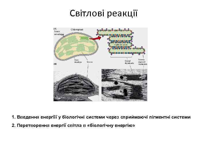 Світлові реакції 1. Введення енергїії у біологічні системи через сприймаючі пігментні системи 2. Перетворення